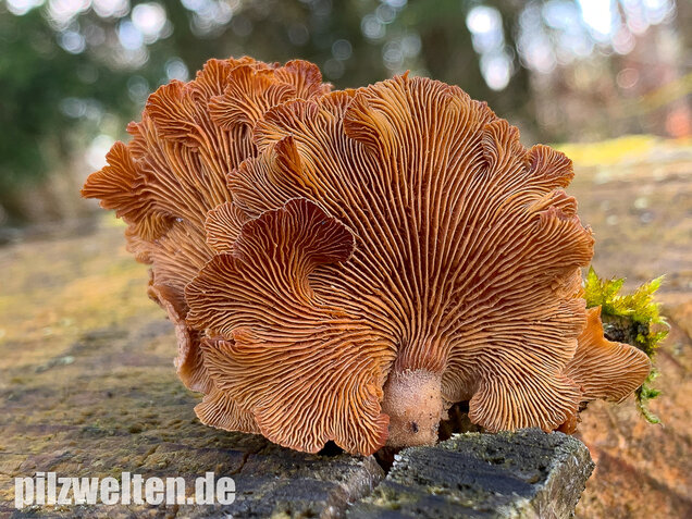 Herber Zwergknäueling, Panellus stipticus