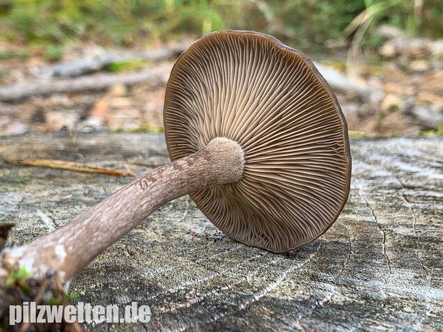 Kaffeebrauner Gabeltrichterling, Pseudoclitocybe cyathiformis