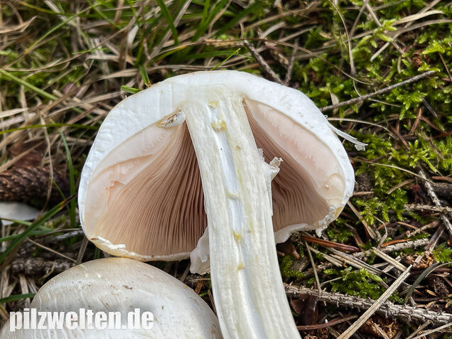 Karbolchampignon, Agaricus xanthodermus