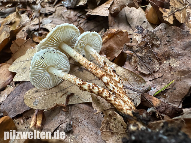Kastanienbrauner Schirmling, Lepiota castanea