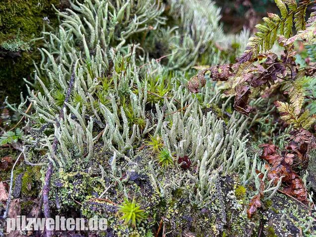 Keulenflechte, Cladonia coniocraea
