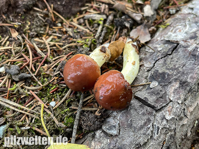 Körnchenröhrling, Suillus granulatus