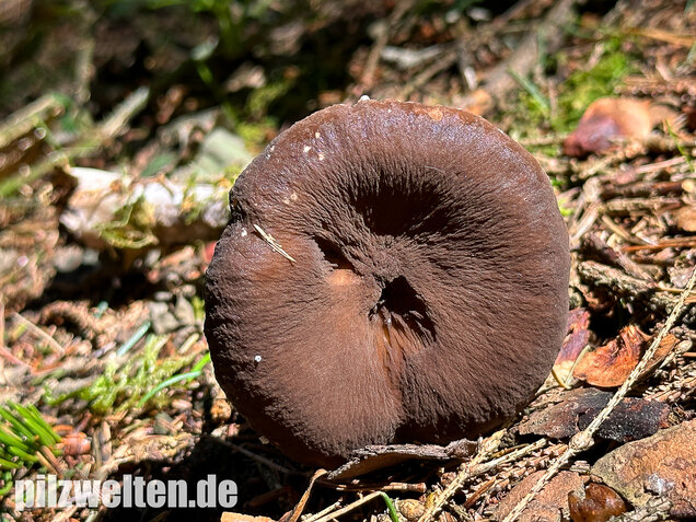 Mohrenkopf-Milchling, Lactarius lignyotus