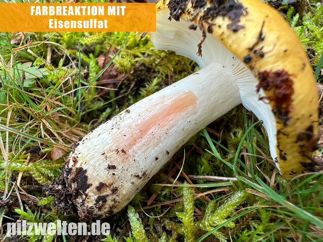 Ockergelber Täubling, Zitronentäubling, Russula ochroleuca