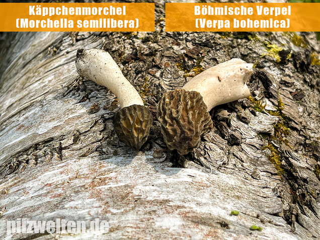 Böhmische Verpel, Verpa bohemica