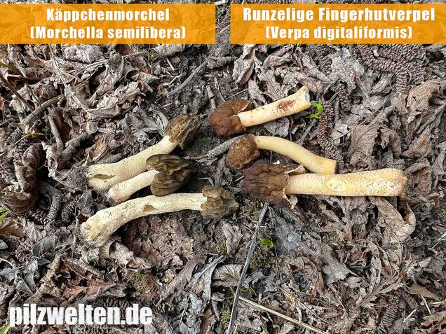 Runzelige Fingerhutverpel, Verpa digitaliformis