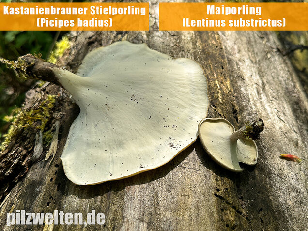 Kastanienbrauner Stielporling, Süßriechender Porling, Picipes badius