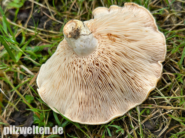 Queraderiger Milchling, Lactarius acerrimus