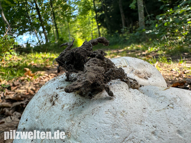Riesenbovist, Calvatia gigantea