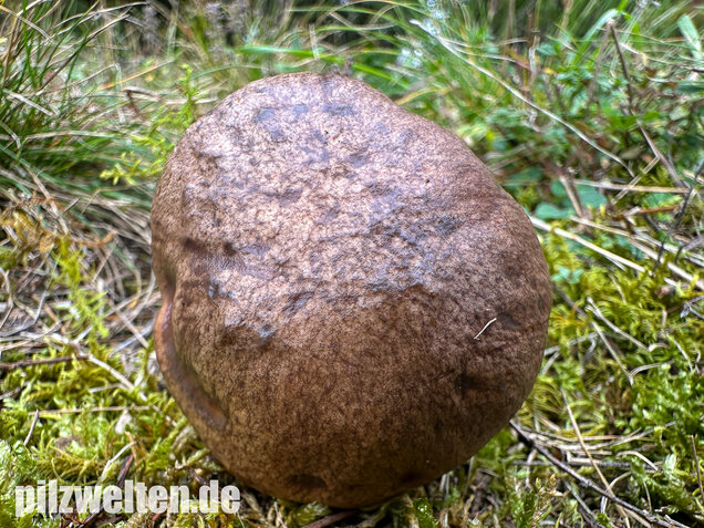 Ringloser Butterpilz, Suillus collinitus