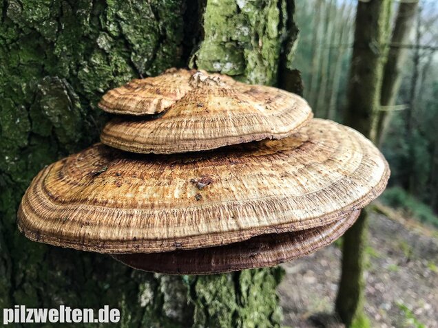 Rötende Tramete, Daedaleopsis confragosa