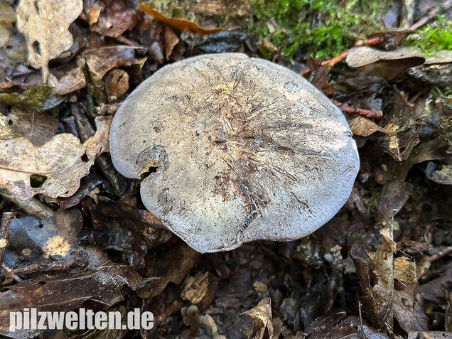 Gelbblättriger Rasling, Rötender Schönkopf, Calocybe favrei