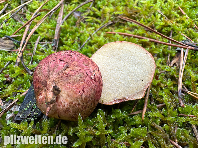 Rötlicher Wurzeltrüffel, Rhizopogon roseolus