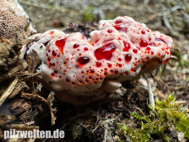 Scharfer Korkstacheling, Blutender Korkstacheling, Hydnellum peckii