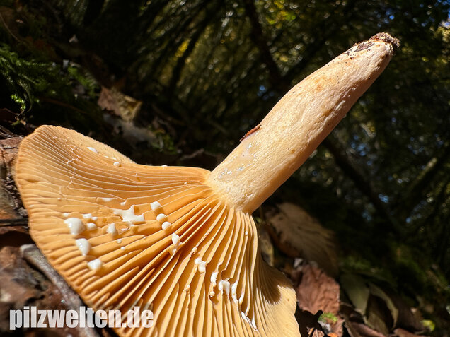 Scharfer Haselmilchling, Brennreizker, Lactarius pyrogalus