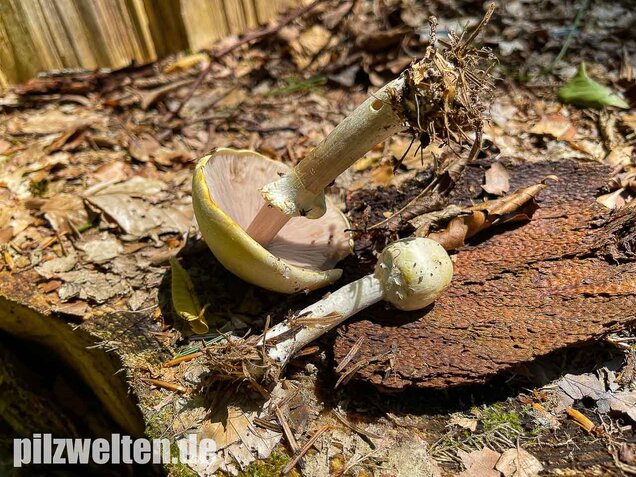 Schiefknolliger Anischampignon, Agaricus essettei
