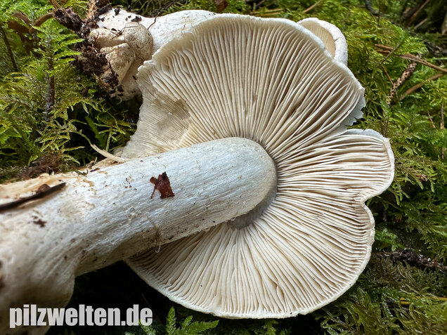 Tigerritterling, Tricholoma pardinum