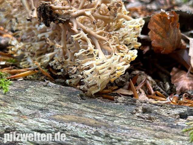 Verzweigte Becherkoralle, Artomyces pyxidatus