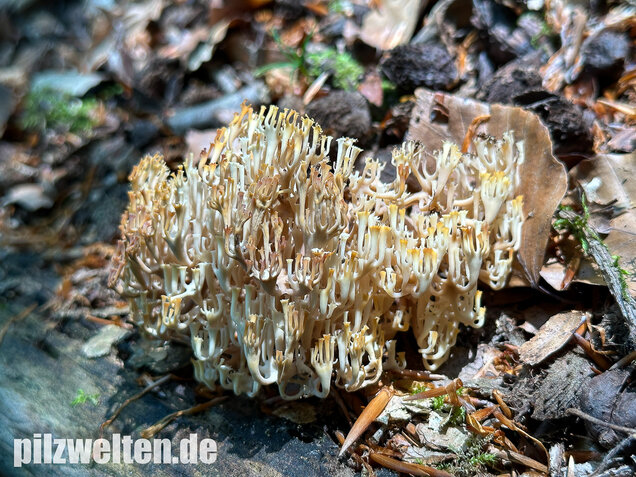 Verzweigte Becherkoralle, Artomyces pyxidatus
