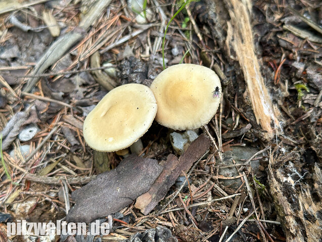 Voreilender Ackerling, Agrocybe praecox