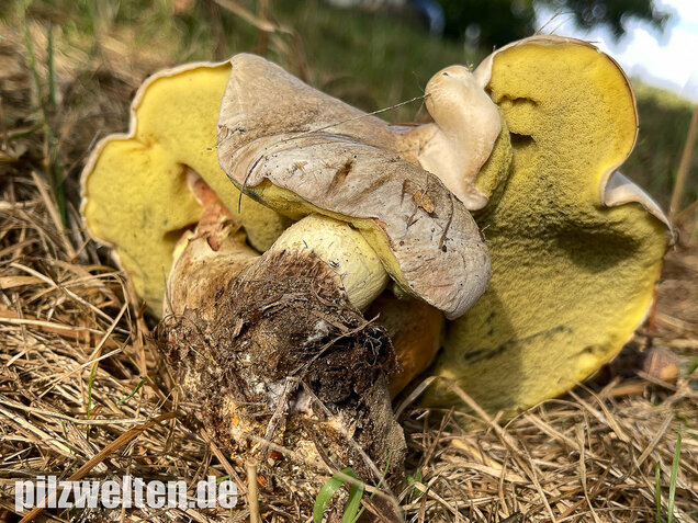 Wurzelnder Bitterröhrling, Caloboletus radicans