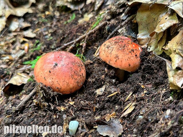 Zinnoberroter Täubling, Harter Zinnobertäubling, Russula rosea