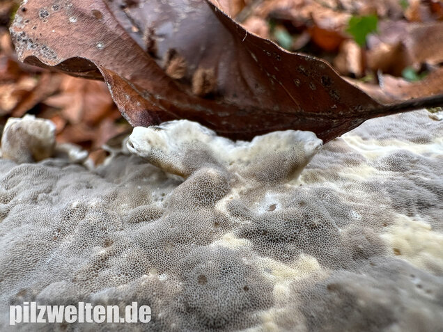 Angebrannter Rauchporling, Bjerkandera adusta