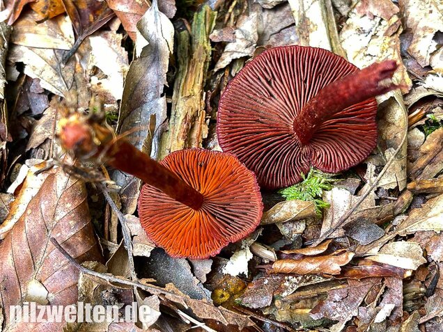 Blutroter Hautkopf, Cortinarius sanguineus