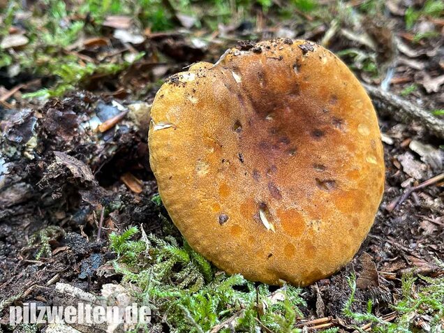 Brauner Afterleistling, Hygrophoropsis rufa