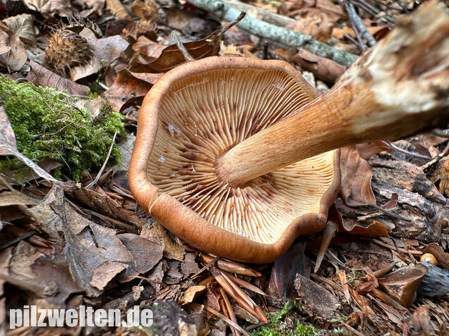Brandiger Ritterling, Tricholoma ustale