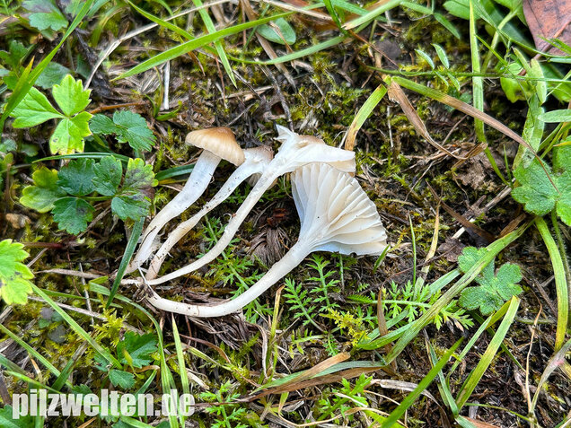 Dunkelscheibiger Ellerling, Hygrocybe virginea var. fuscescens