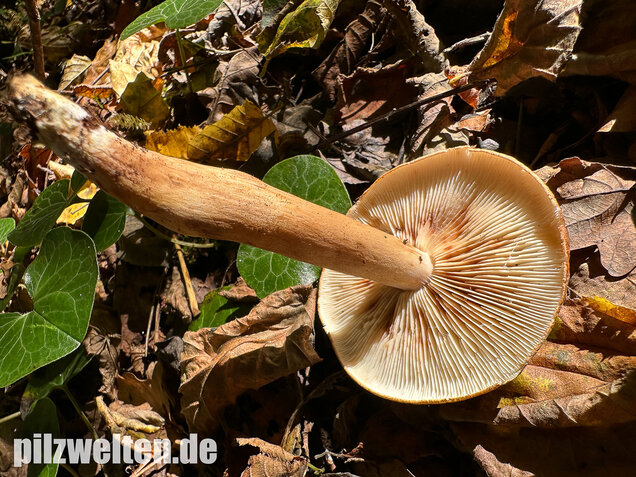 Braunschuppiger Ritterling, Feinschuppiger Ritterling, Tricholoma imbricatum