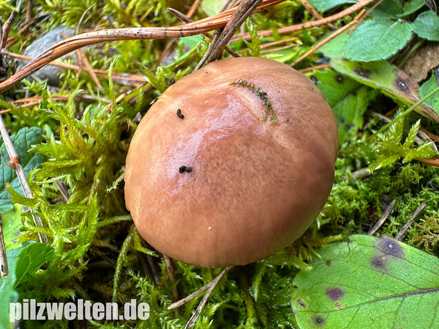 Butterpilz, Butterröhrling, Suillus luteus