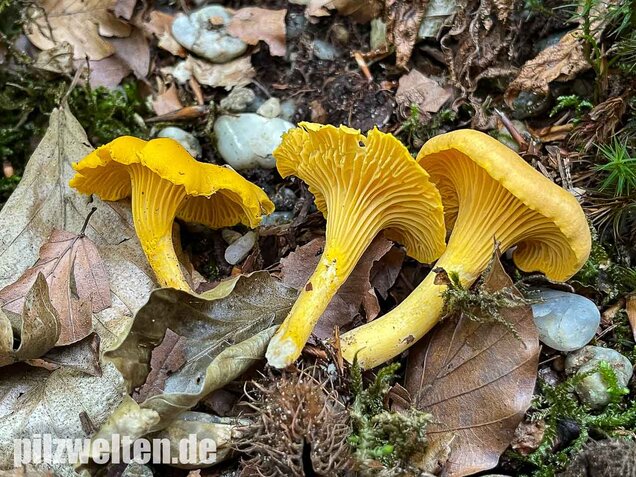 Echter Pfifferling, Cantharellus cibarius