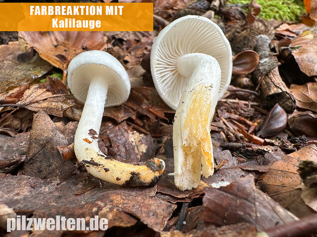 Elfenbeinschneckling, Hygrophorus eburneus