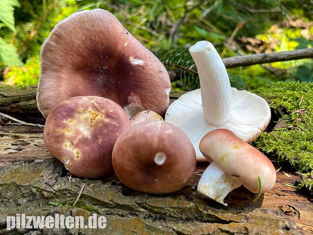 Speisetäubling, Russula vesca