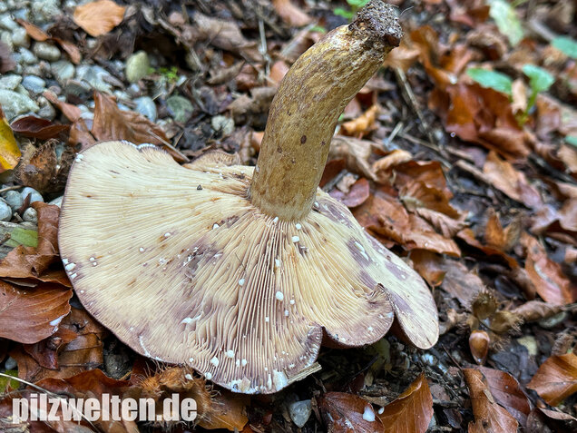 Gezonter Violettmilchling, Lactarius violascens