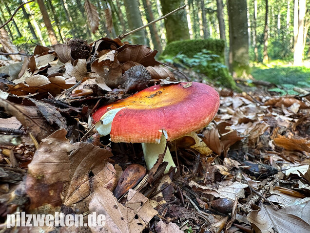 Goldtäubling, Russula aurea
