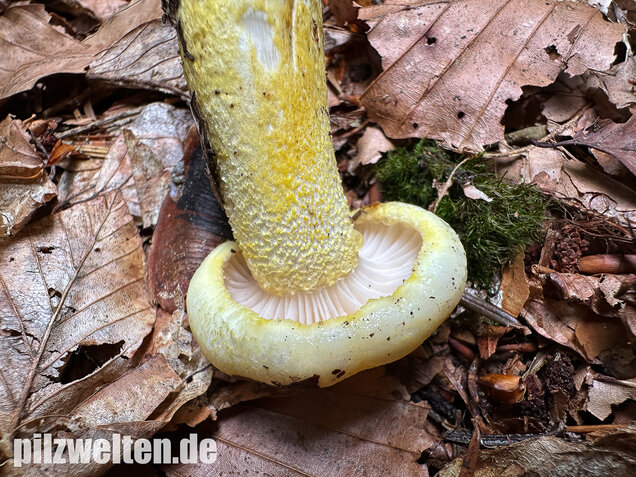 Goldzahn-Schneckling, Hygrophorus chrysodon
