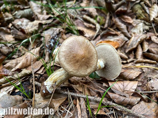 Grauer Lärchenröhrling, Suillus viscidus