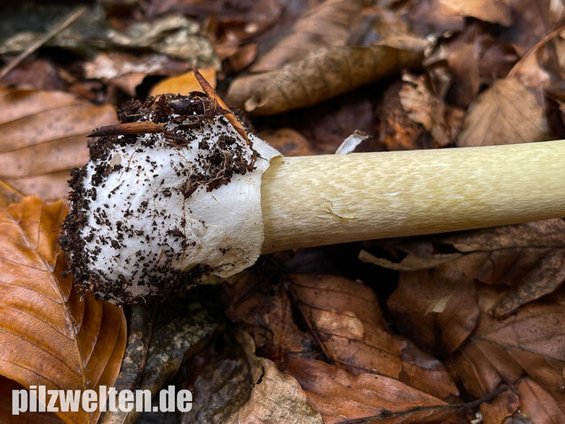 Grüner Knollenblätterpilz, Amanita phalloides