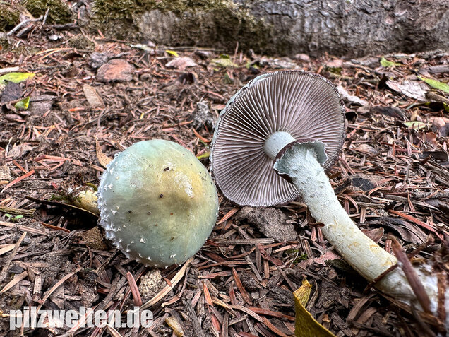 Grünspanträuschling, Stropharia aeruginosa
