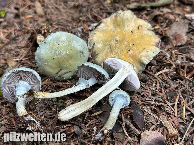 Grünspanträuschling, Stropharia aeruginosa