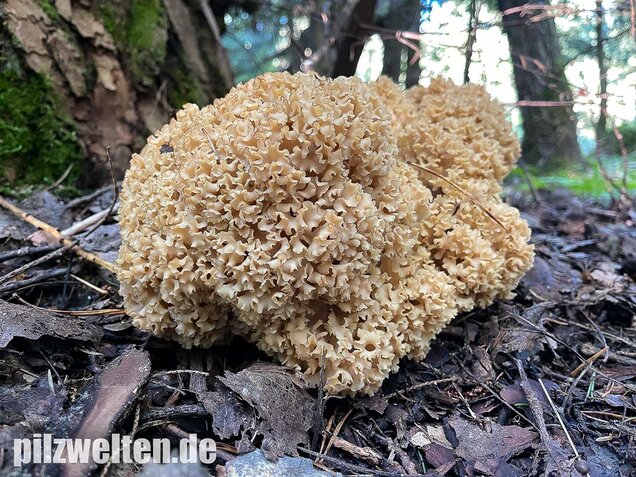 Krause Glucke, Sparassis crispa