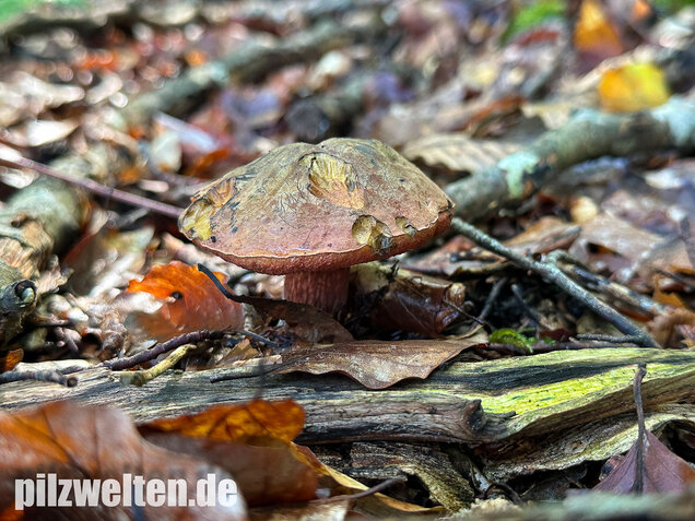 Kurznetziger Hexenröhrling, Suillellus mendax