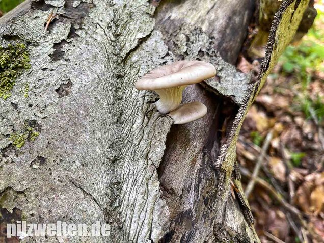 Lungenseitling, Pleurotus pulmonarius
