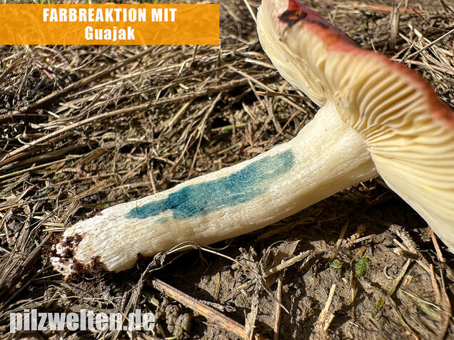 Milder Glanztäubling, Russula nitida
