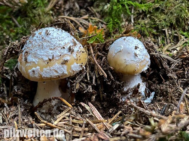 Narzissengelber Knollenblätterpilz, Amanita gemmata