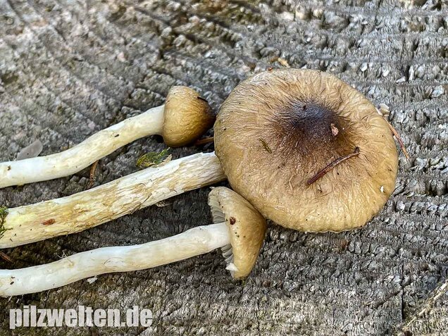 Natternstieliger Schneckling, Hygrophorus olivaceoalbus