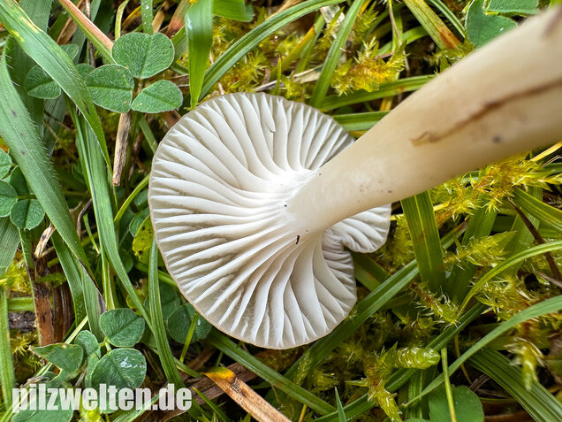 Ockerblasser Jungfernellerling, Cuphophyllus ochraceopallidus